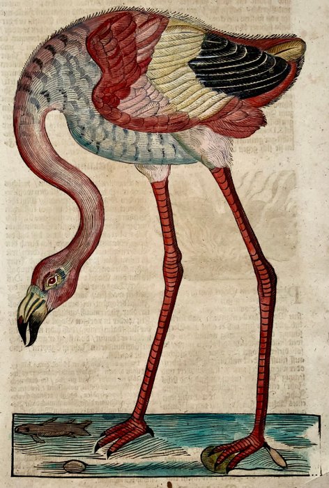 Conrad Gesner [1516-1565], Konrad Gessner - Flamingo  mythological Phoenix, ornithology, sheet with 2 hand coloured woodcuts - 1669