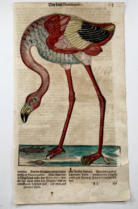 Conrad Gesner [1516-1565], Konrad Gessner - Flamingo  mythological Phoenix, ornithology, sheet with 2 hand coloured woodcuts - 1669