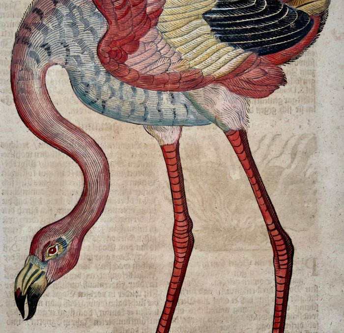 Conrad Gesner [1516-1565], Konrad Gessner - Flamingo  mythological Phoenix, ornithology, sheet with 2 hand coloured woodcuts - 1669