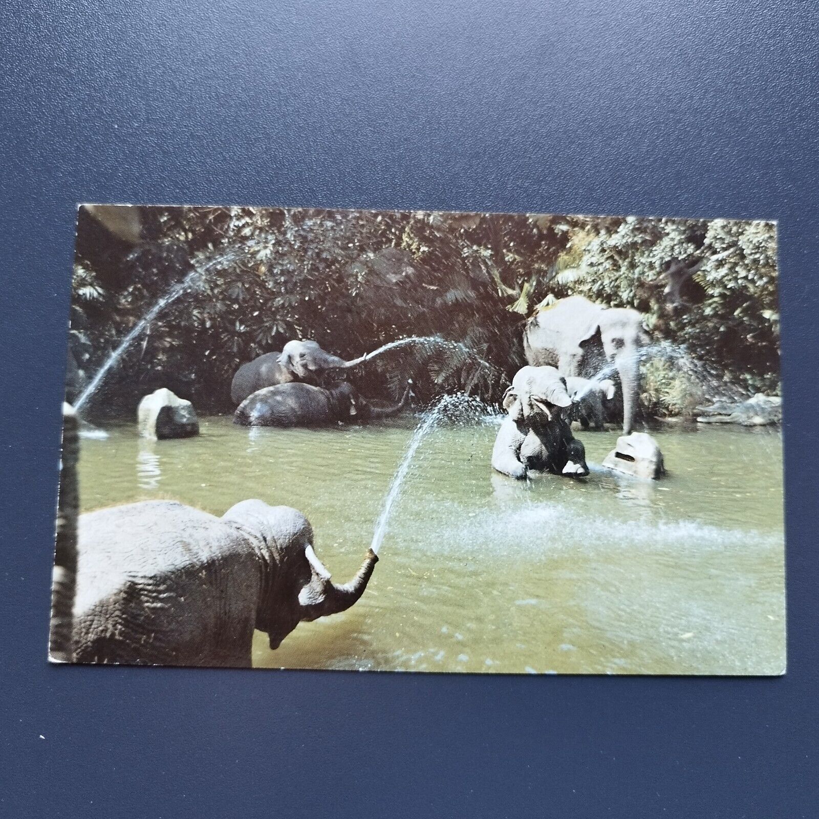 California Disneyland Elephants in pool