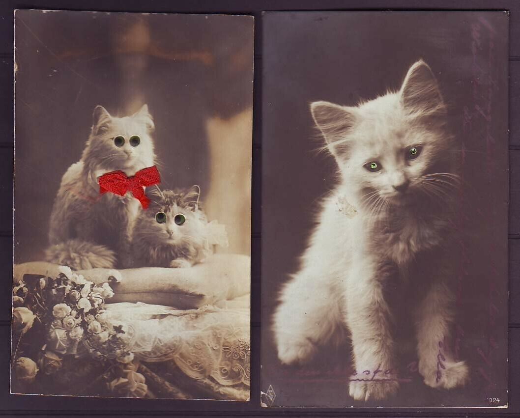 g1784/ Denmark Postcard 1913/1923 # Cat/Cats with Green Eye Special Made PC