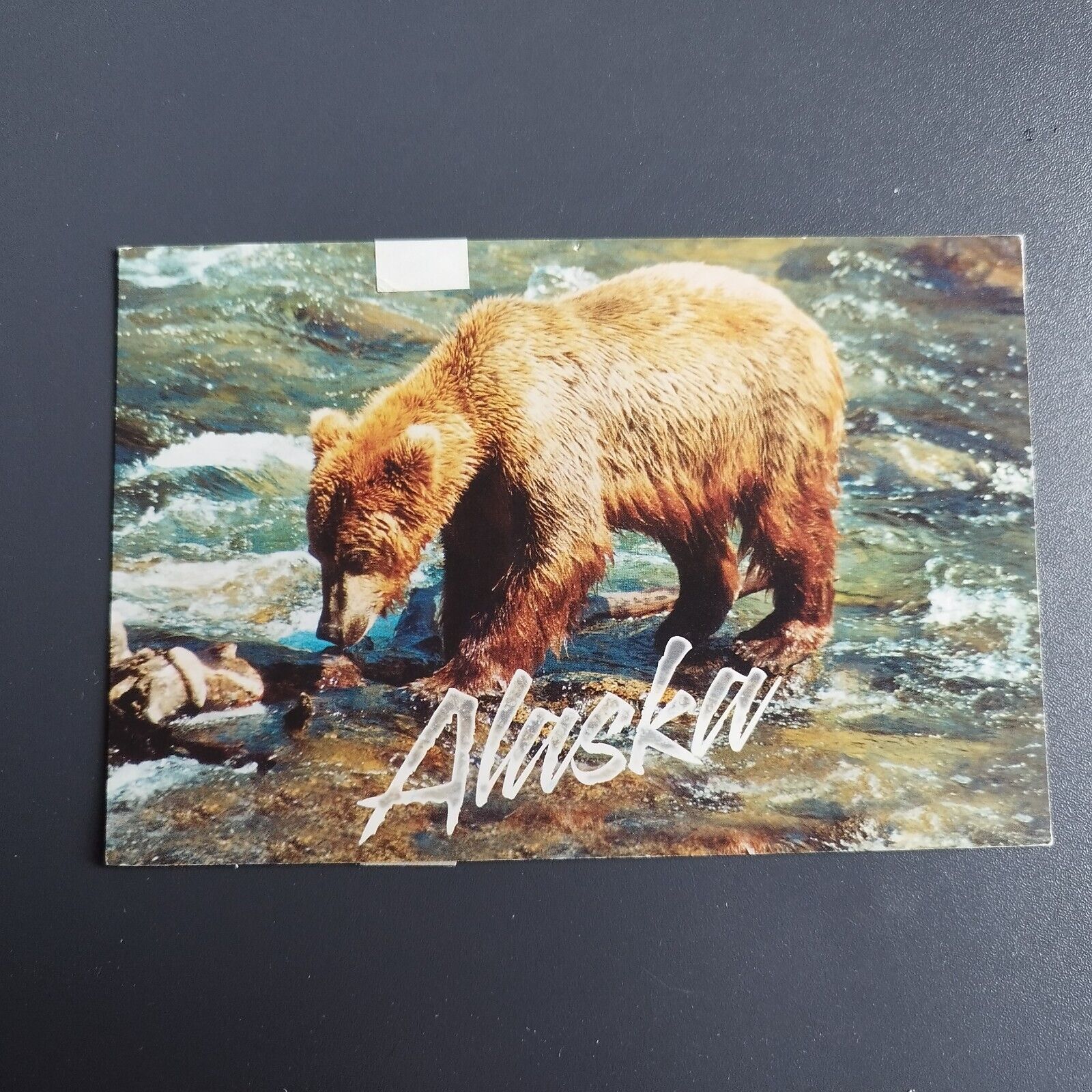 Postcard Alaska  Brown Bear - Posted 2010