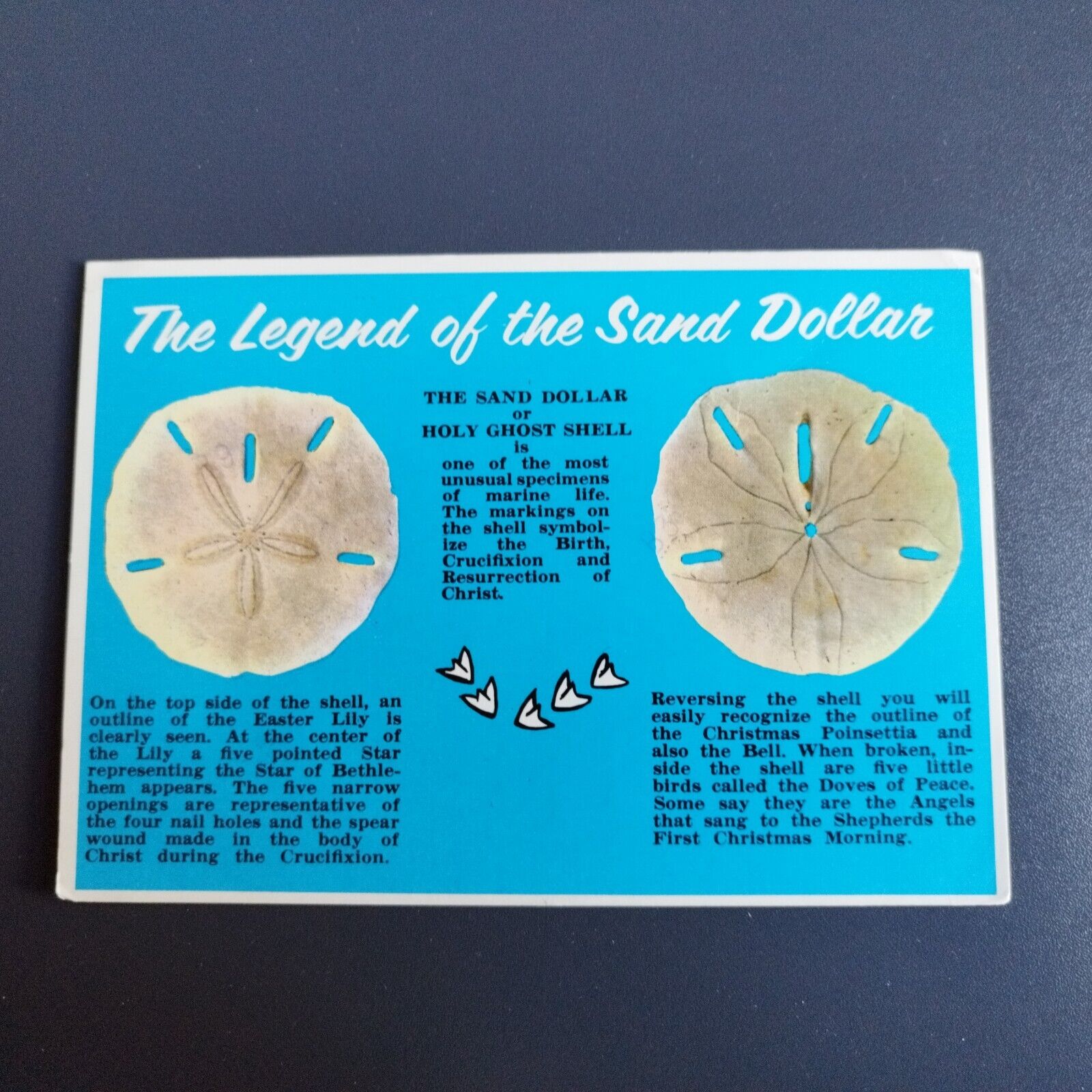 Florida The Legend of the Sand Dollar of Holy Ghost Shell