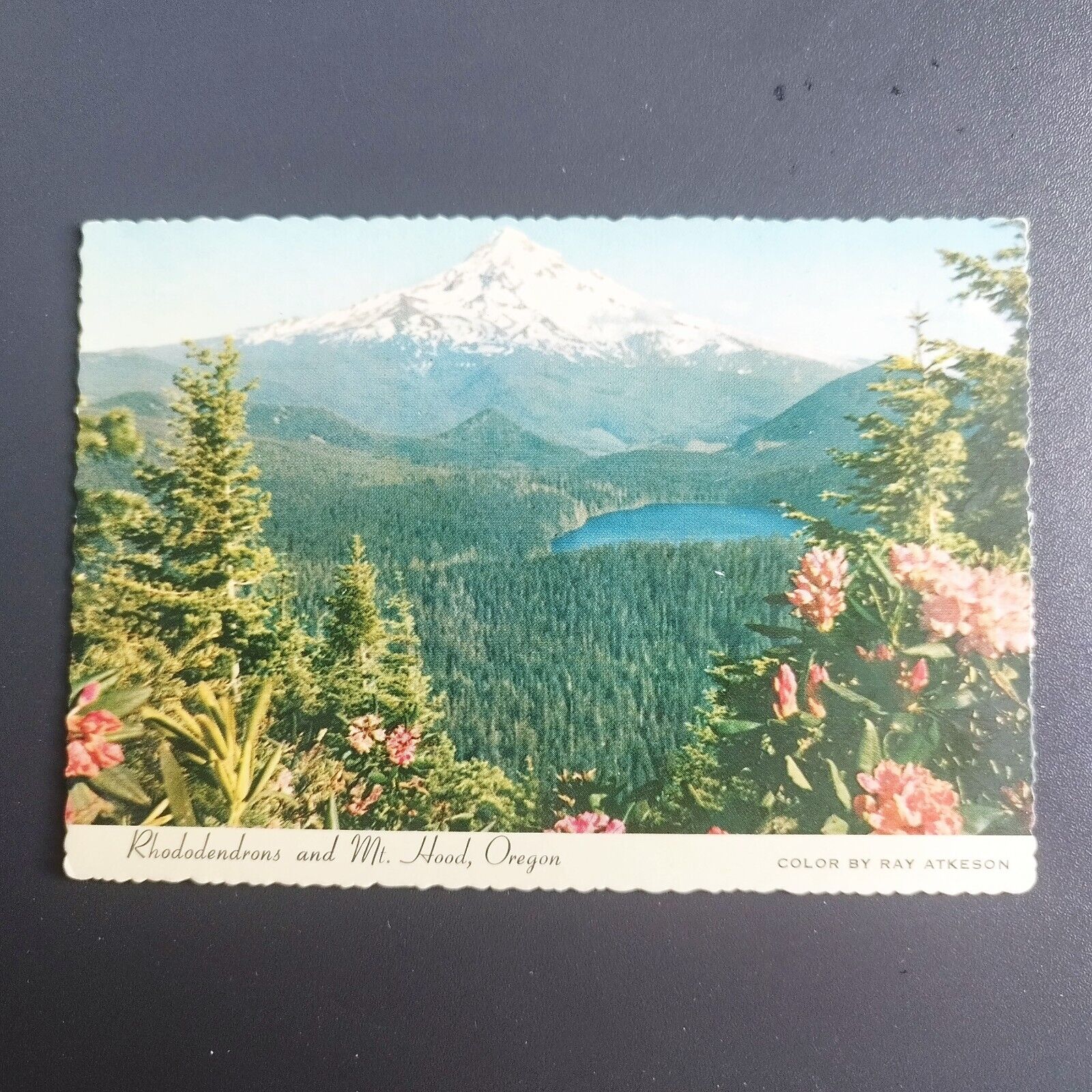 Oregon Rhododendrons and Mt Hood - Unposted