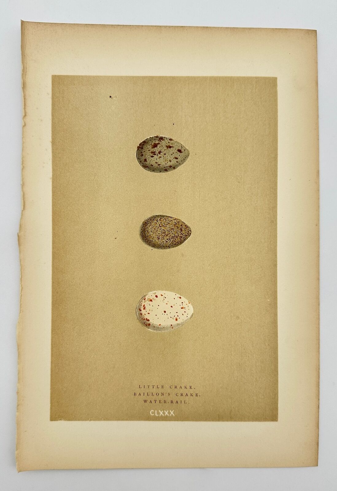 Antique Bird Egg Print - Baillon's Crake - Water Rail - Little Crake - F2