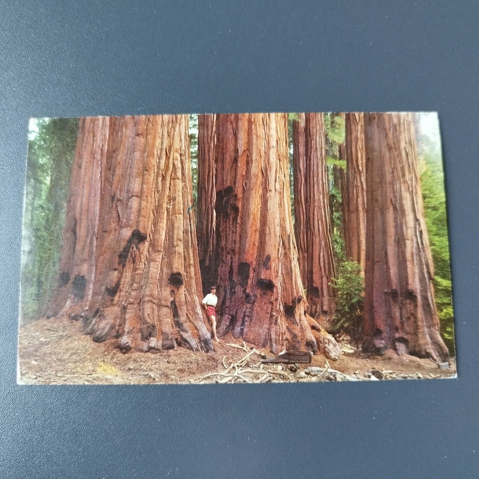 California House Group in Congress Grove of Big TreesSequoia NatPark1969