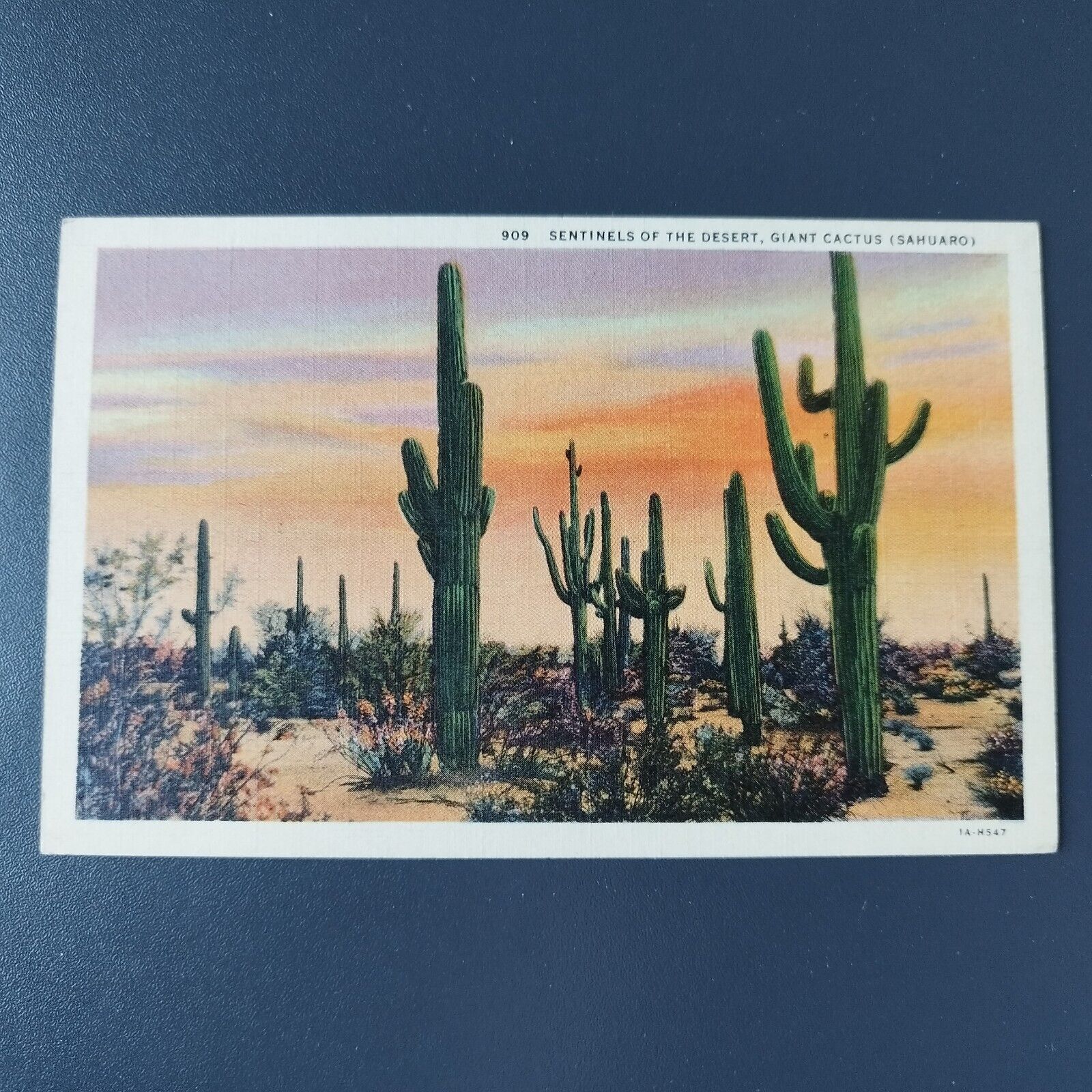 California Sentinels of the desertGiant cactus ( Sahuaro ) Posted