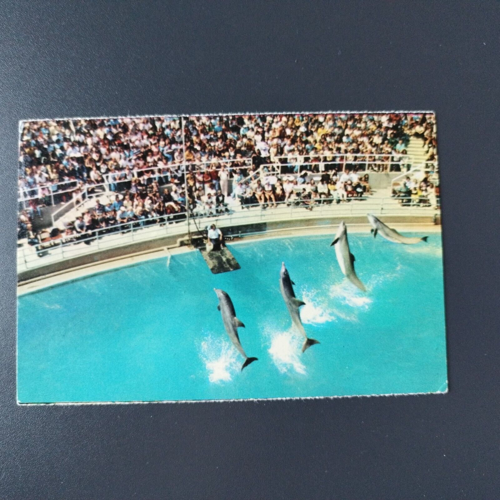 California Palos VerdeMarineland's Dolphin Show 1976