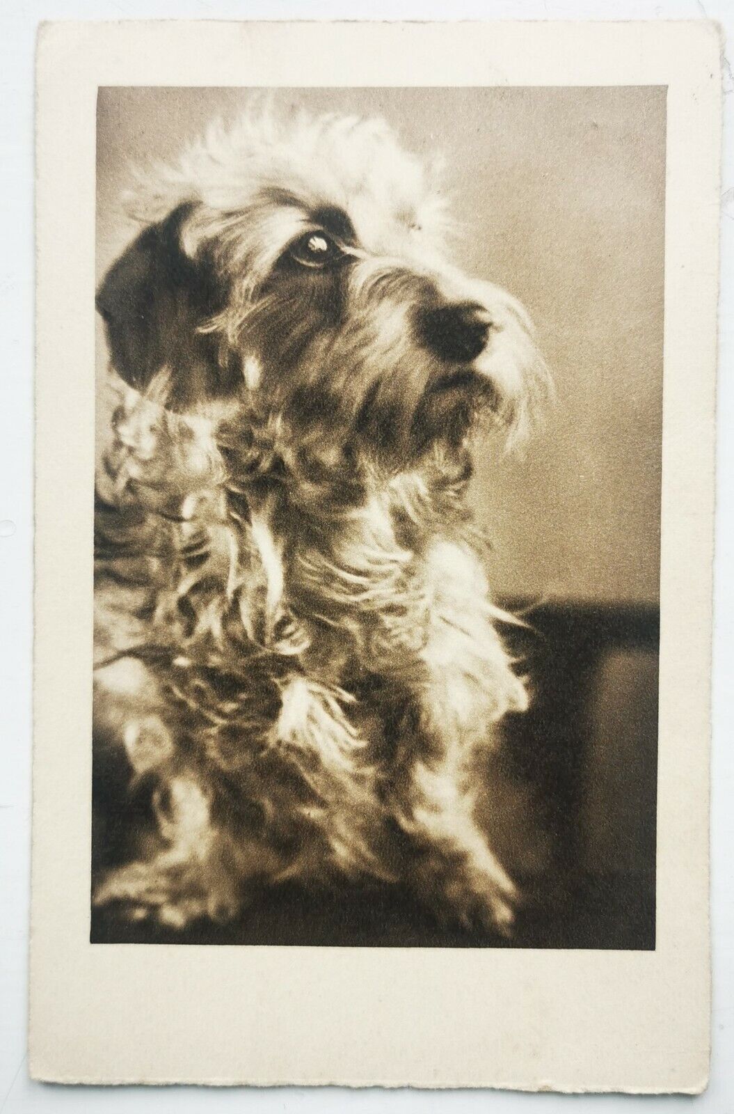 Vintage photo postcard: Portrait of cute terrier dog Mailed c 1930  pok1305