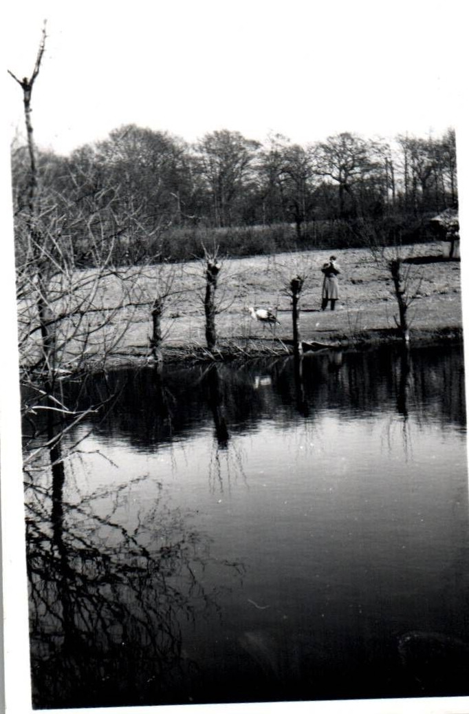 Swan Lake Life in Denmark 1900 - 1950s Rare Vintage Photo Small Size 9x6cm