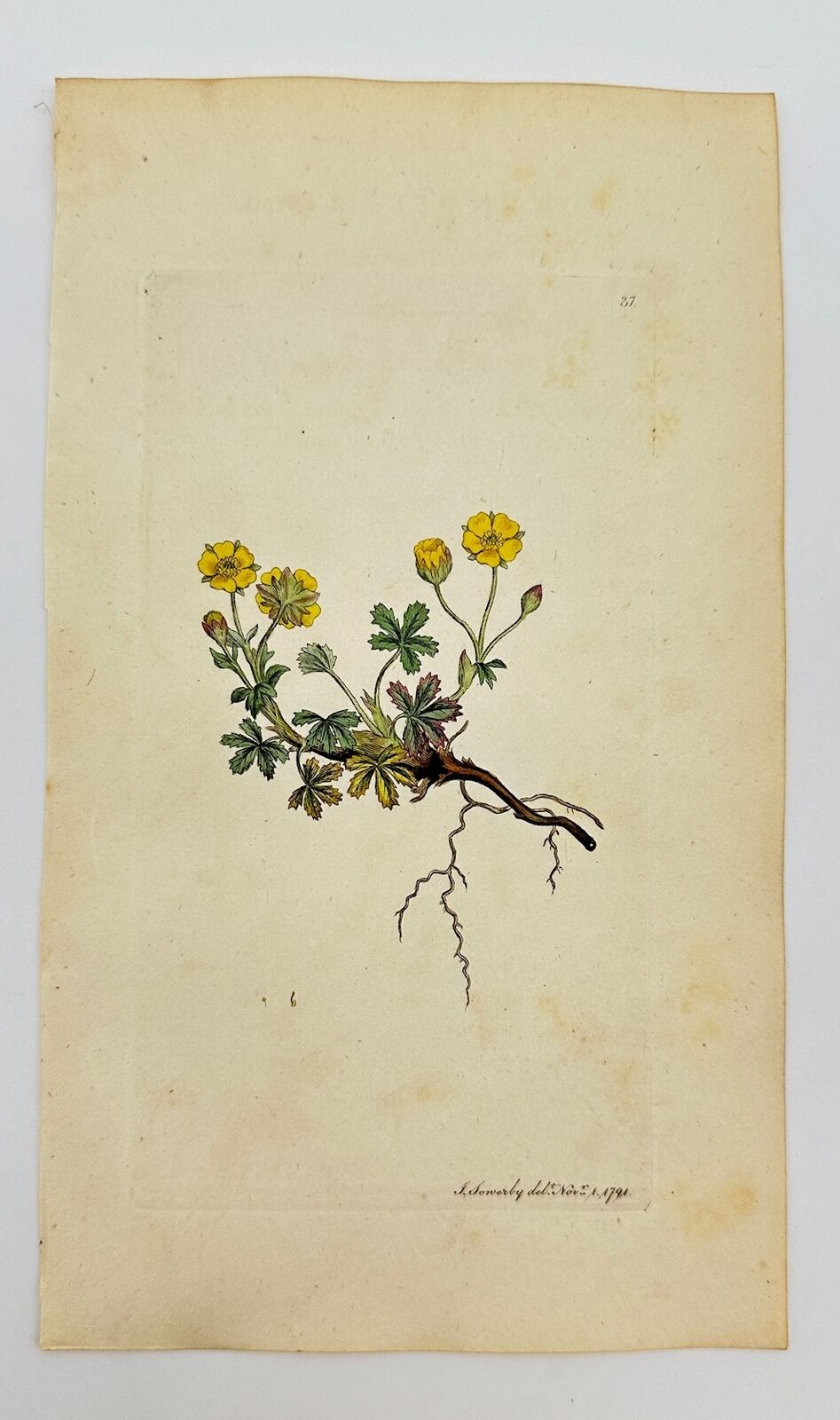 Antique Print - James Sowerby - Potentilla Spring - Spring Cinquefoil - F1