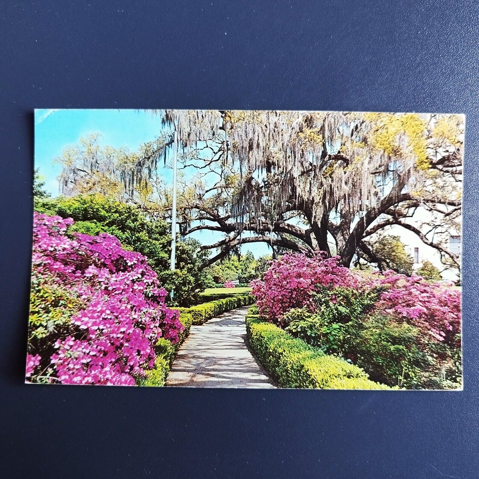 Postcard Louisiana Early Spring - Posted 1978