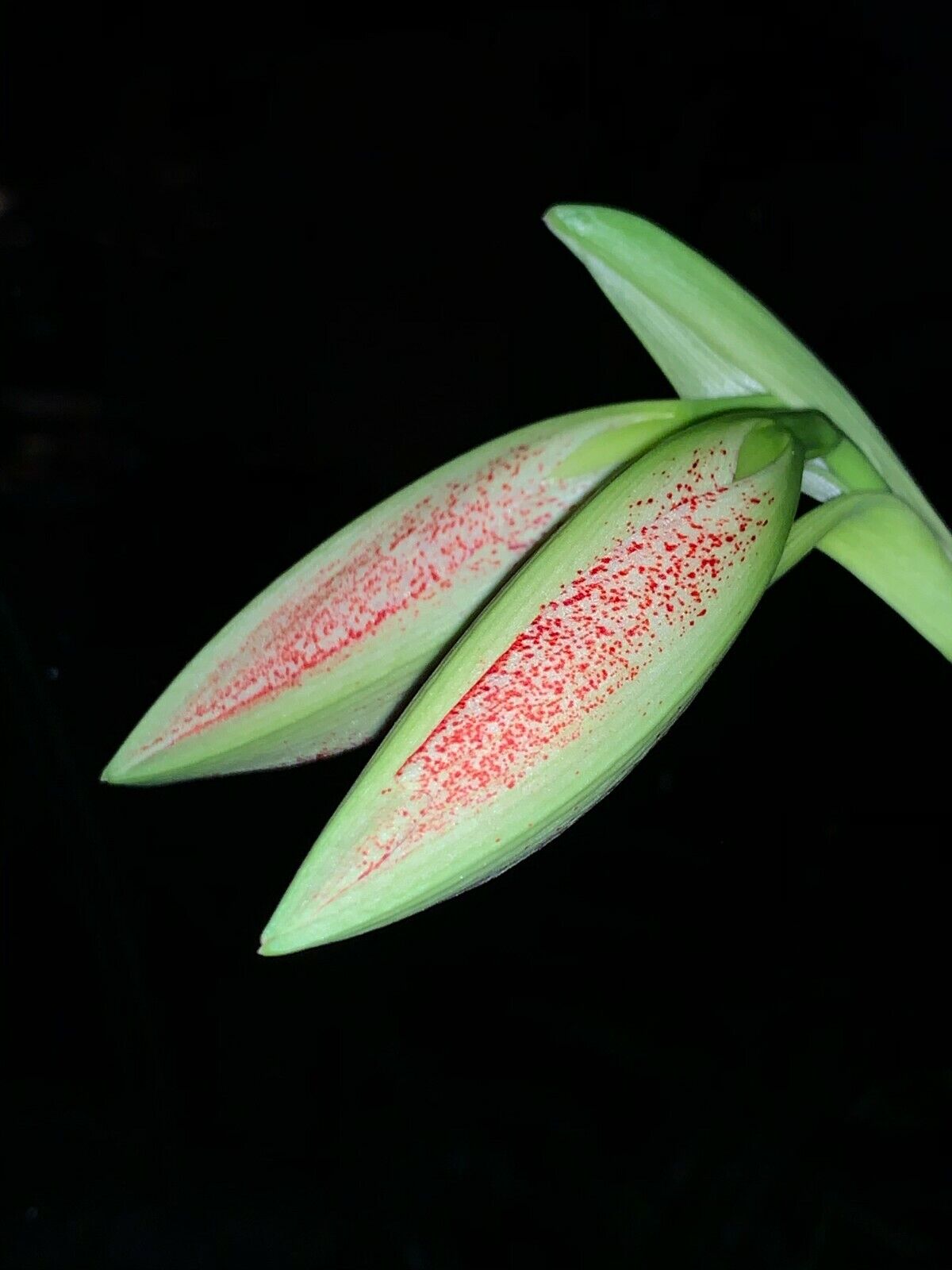 Hippeastrum pardinum - very rare species! 28 cm