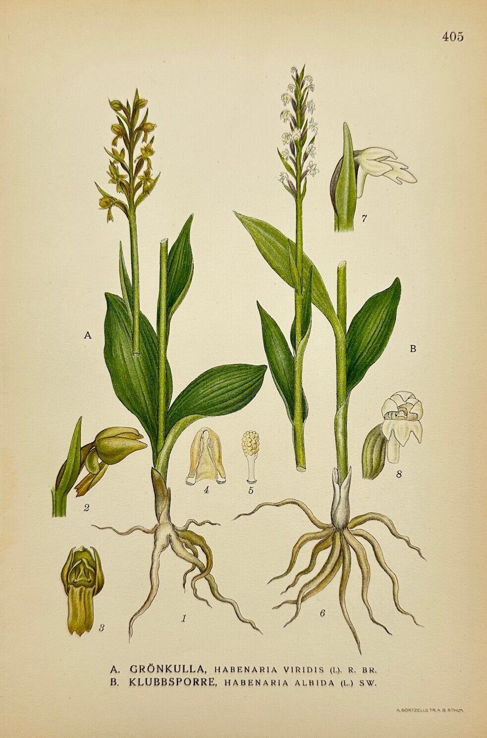 Antique Print - Carl Lindman - Green Rein Orchid and White Rein Orchid - F4
