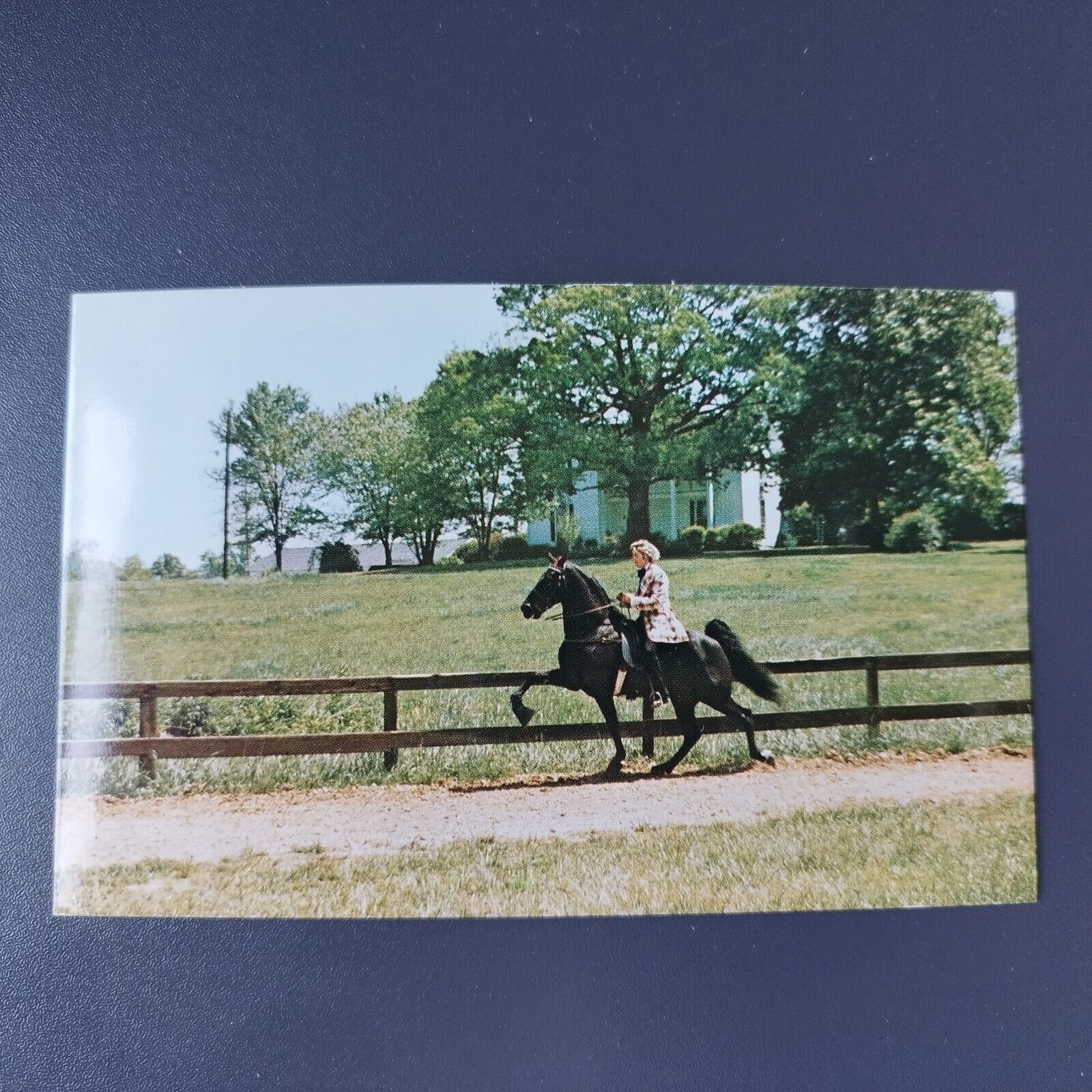 Tennessee "Shades of Carbon" World Grand Champion Walking Horse 1976