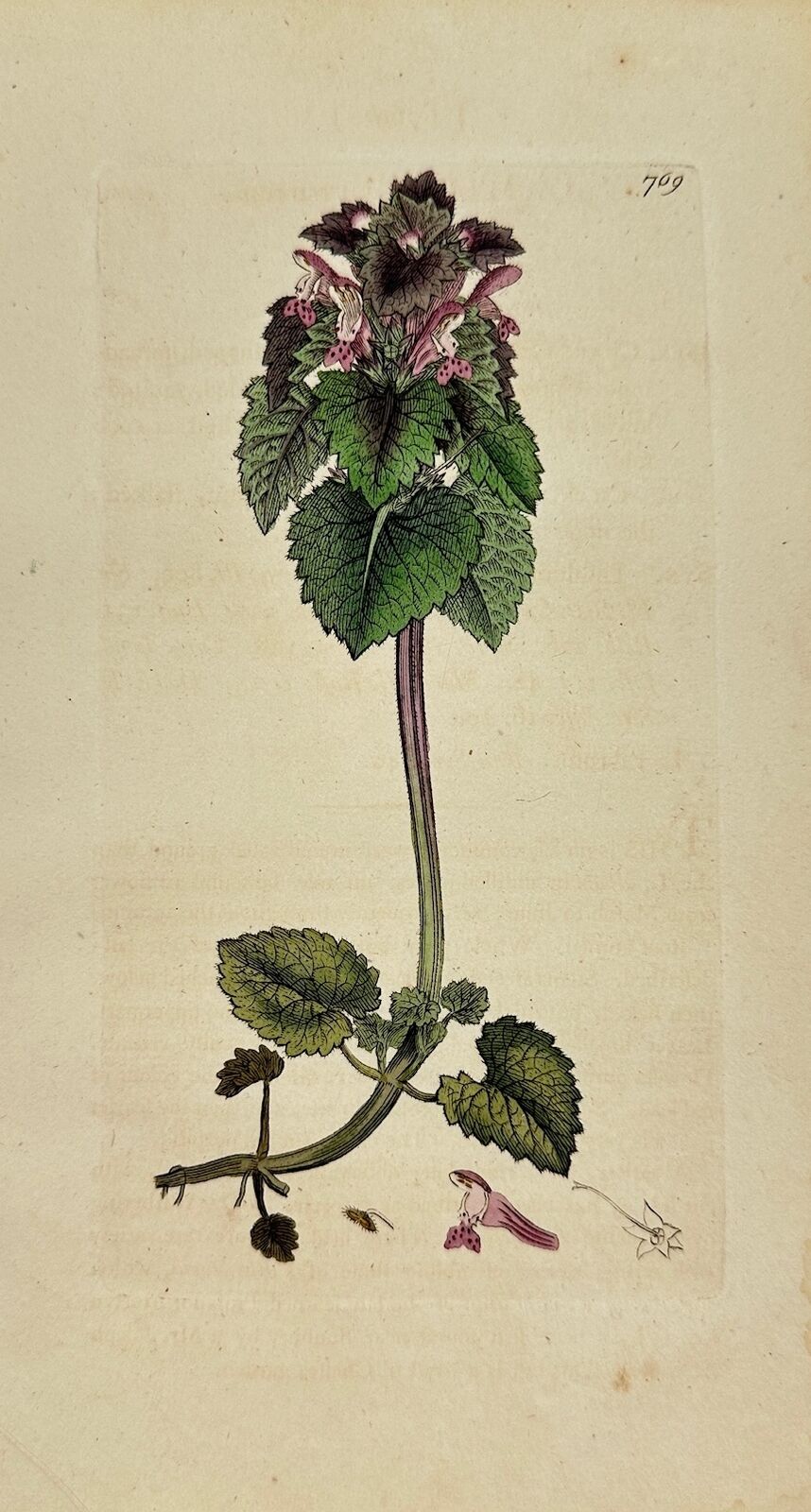 Antique Print - James Sowerby - Lamium Purpureum - Purple Dead-nettle - F1