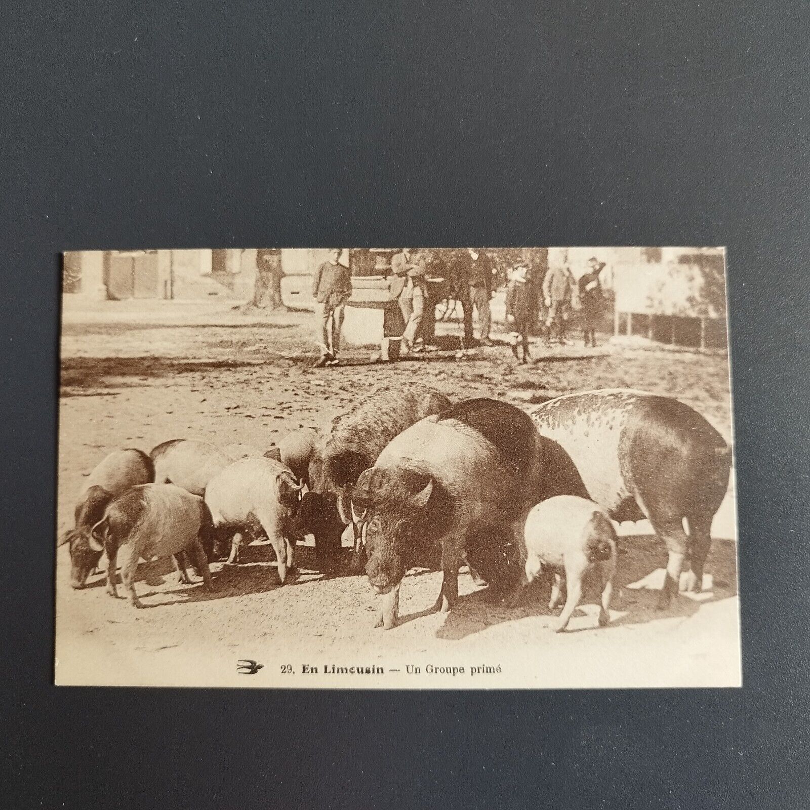 France- 29-En Limeusin-Un Groupe primé 1910s