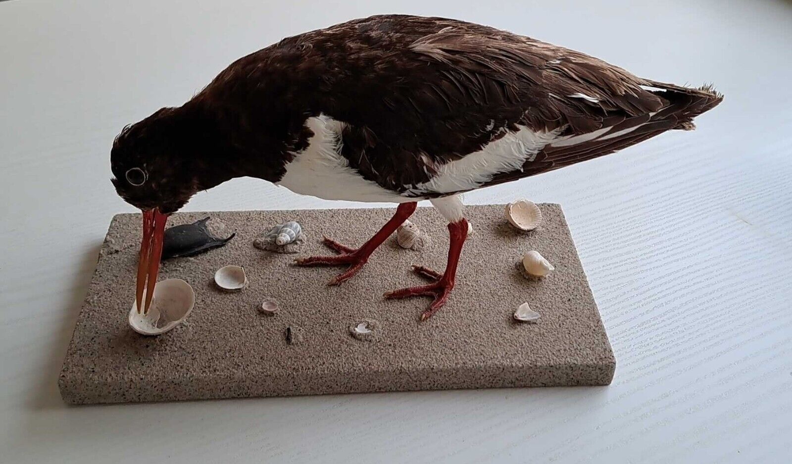 taxidermy bird