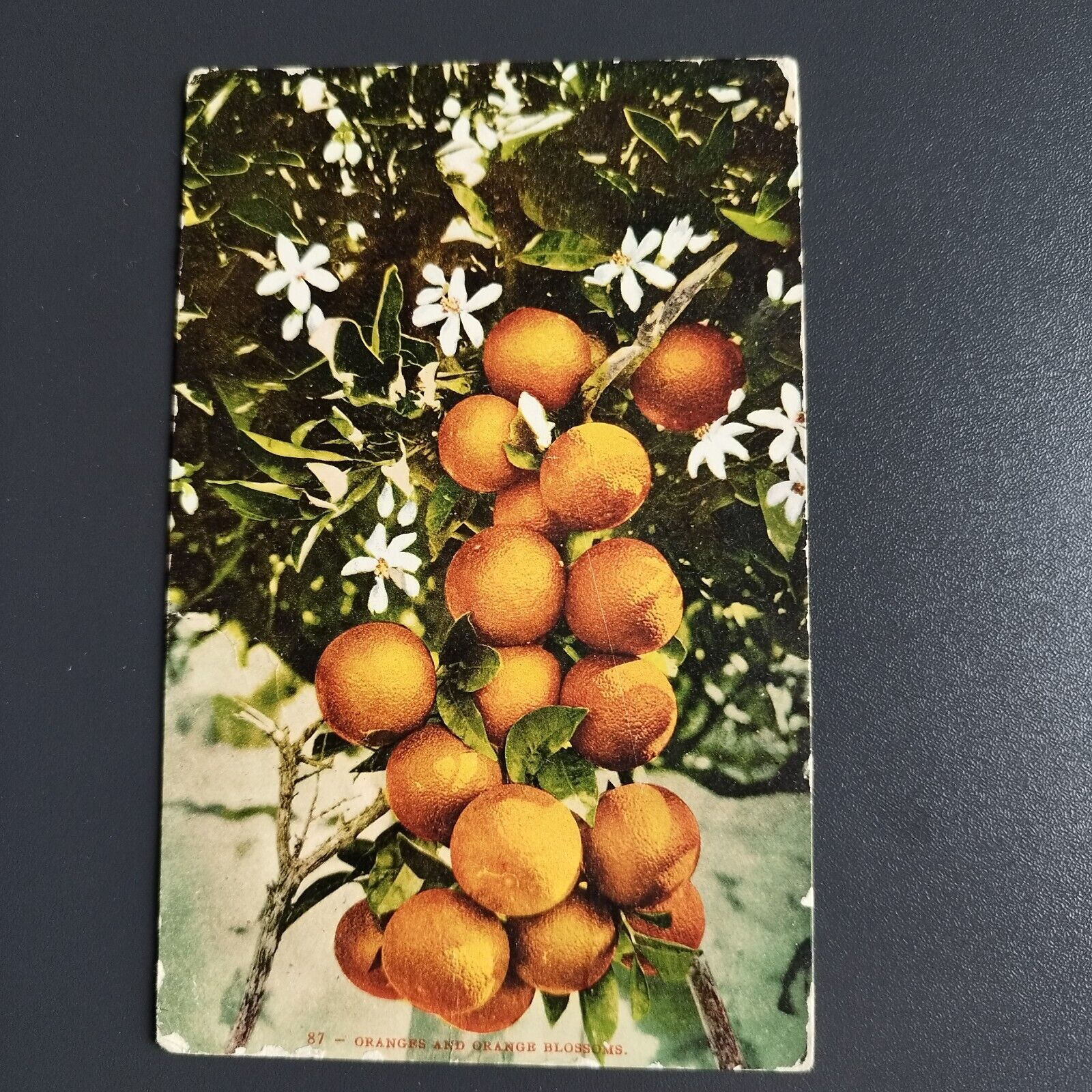 CaliforniaOranges and Orange Blossoms - 1908