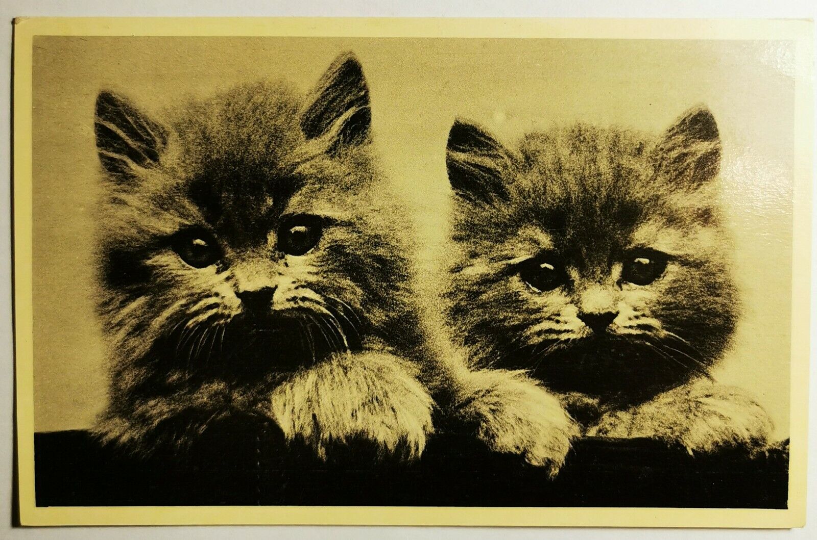 Vintage un-used postcard: Portrait of pair of charming cat kittens  pok1455