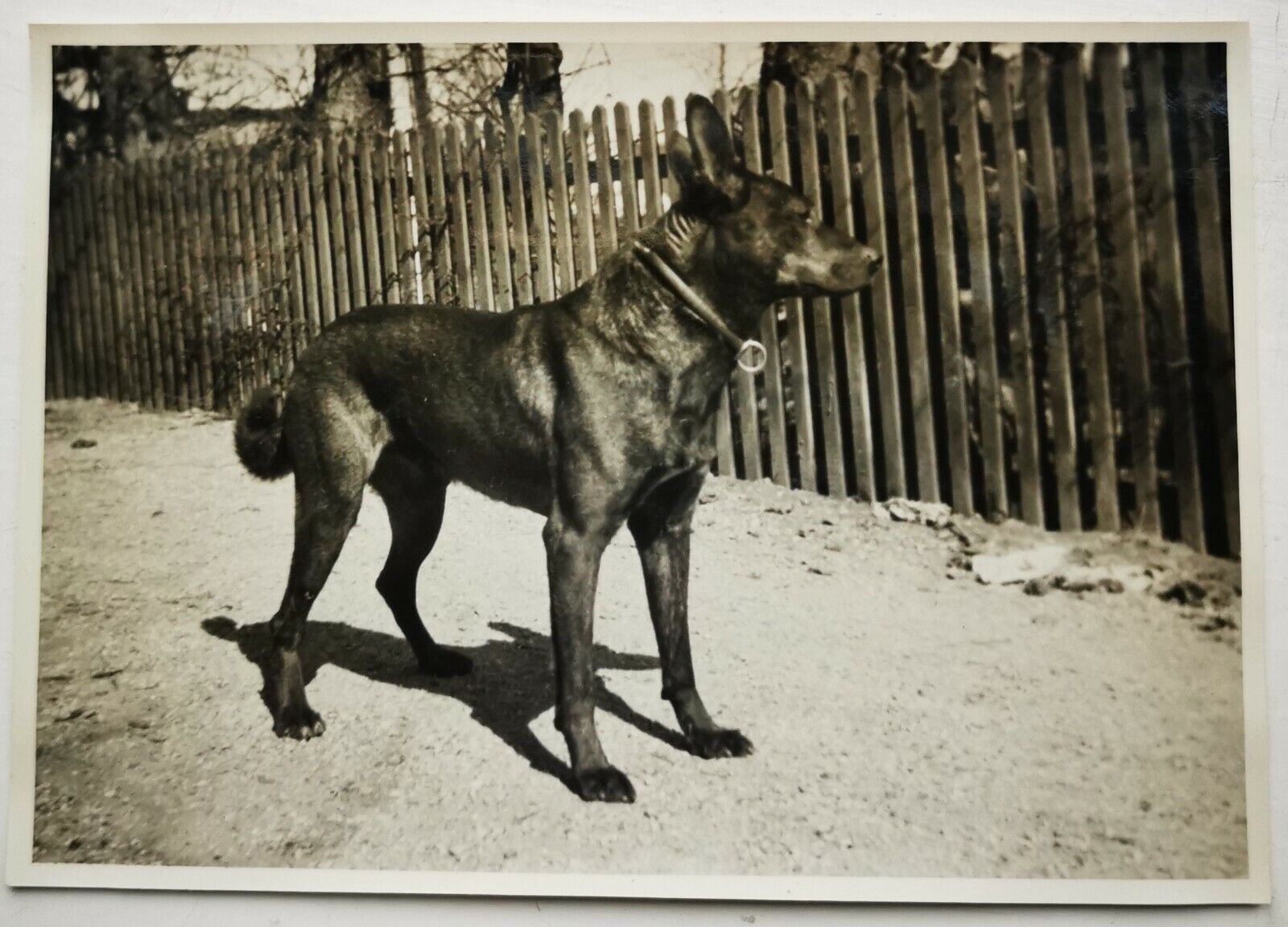 Vintage dog photo: Portrait of standing Manchester Terrier Denmark 1926  Fo043