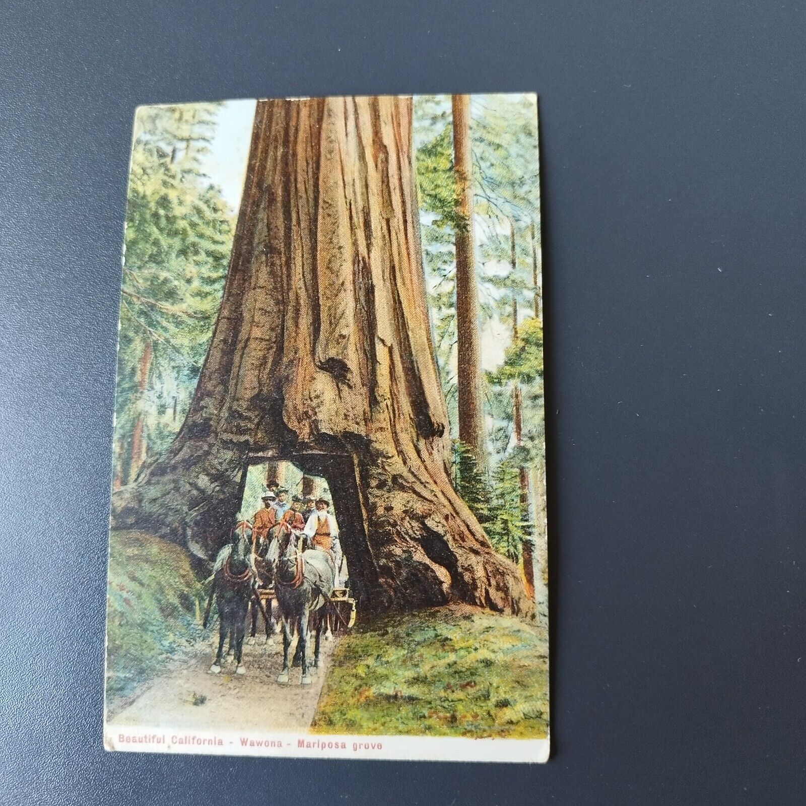 California WAWONA-MARIPOSA Grove Posted in 1908