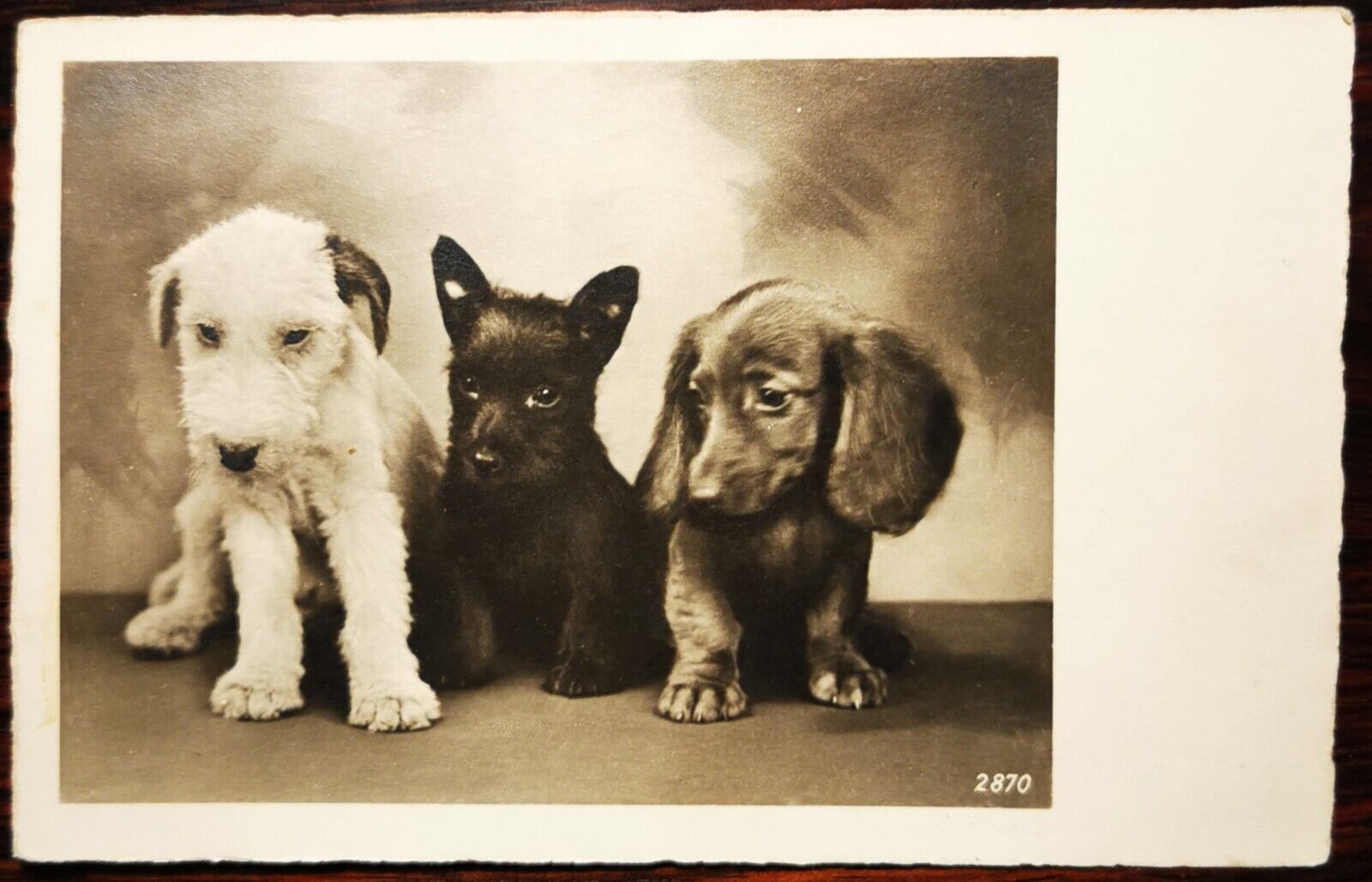 Vintage postcard: Portrait of three charming puppies dog Mailed 1946 pok478