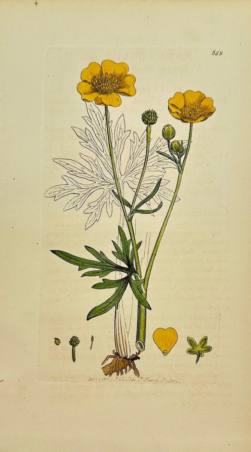 Antique Print - James Sowerby - Ranunculus Acris - Meadow Buttercup - F1