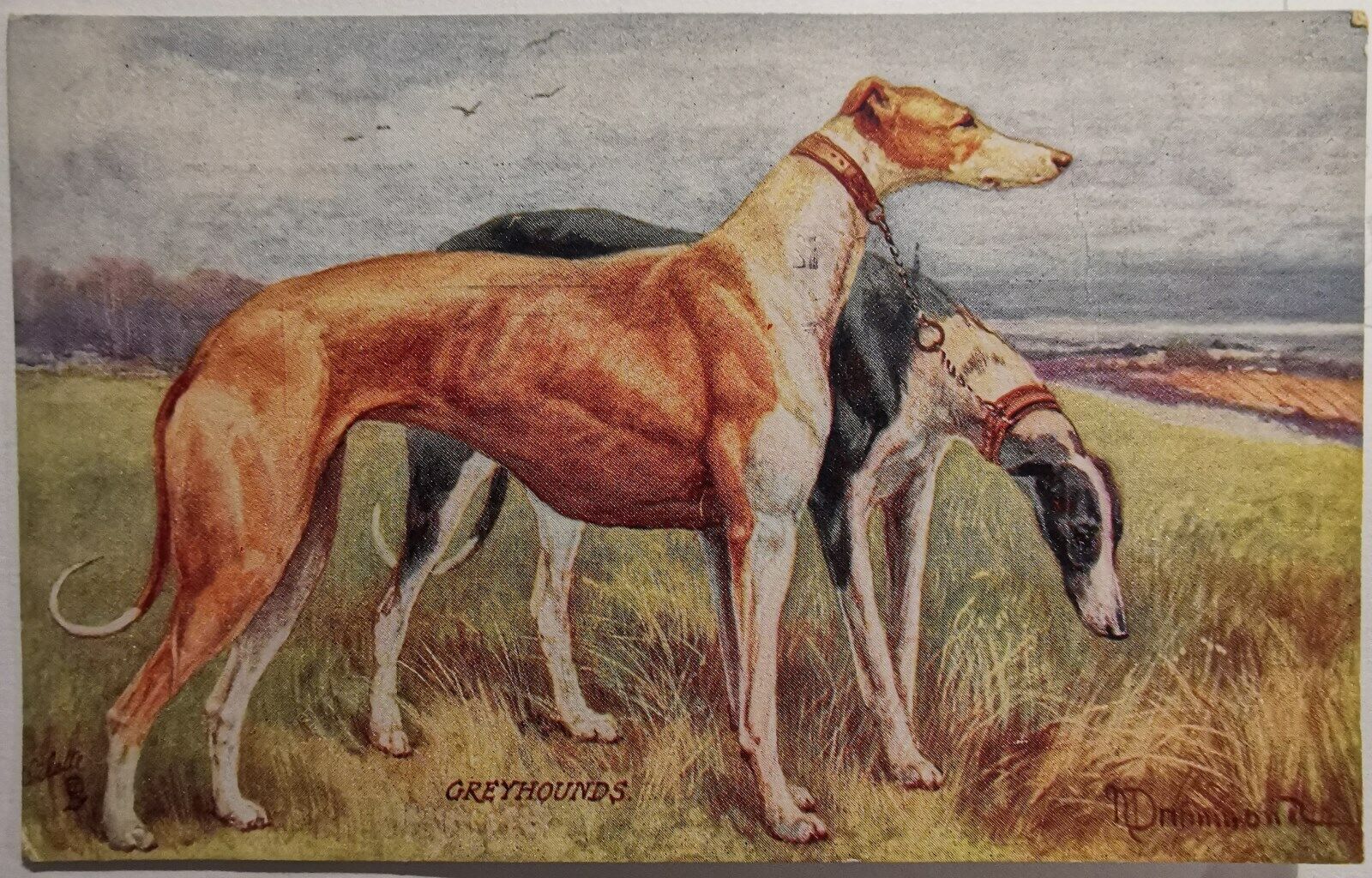 Vtg Tuck´s signed postcard: Two Greyhounds Mailed within Denmark 1912  pok1136