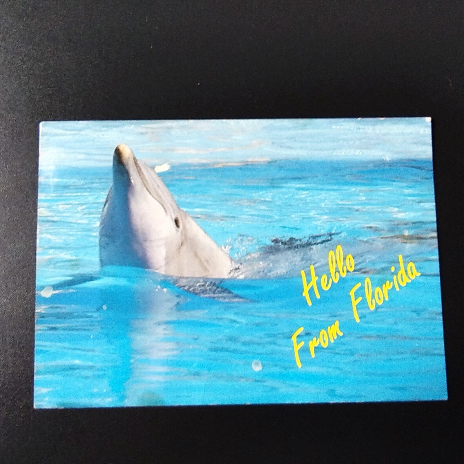 Florida Hello from Florida Dolphin Posted in 1993