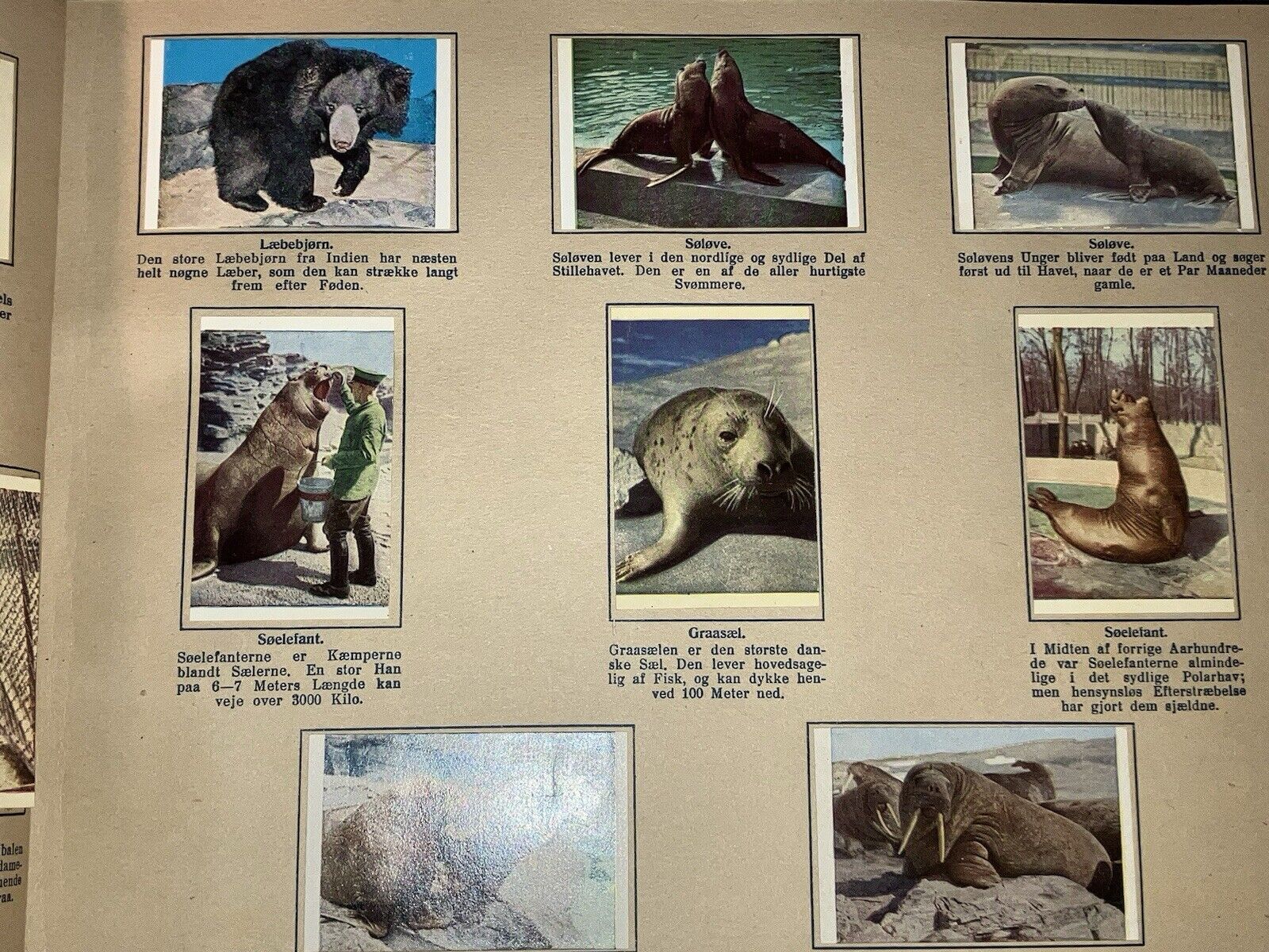 1947 DANMARKS SERIE - DYR FRA ALLE LANDE RARE DANISH COMPLETE ANIMAL ALBUM