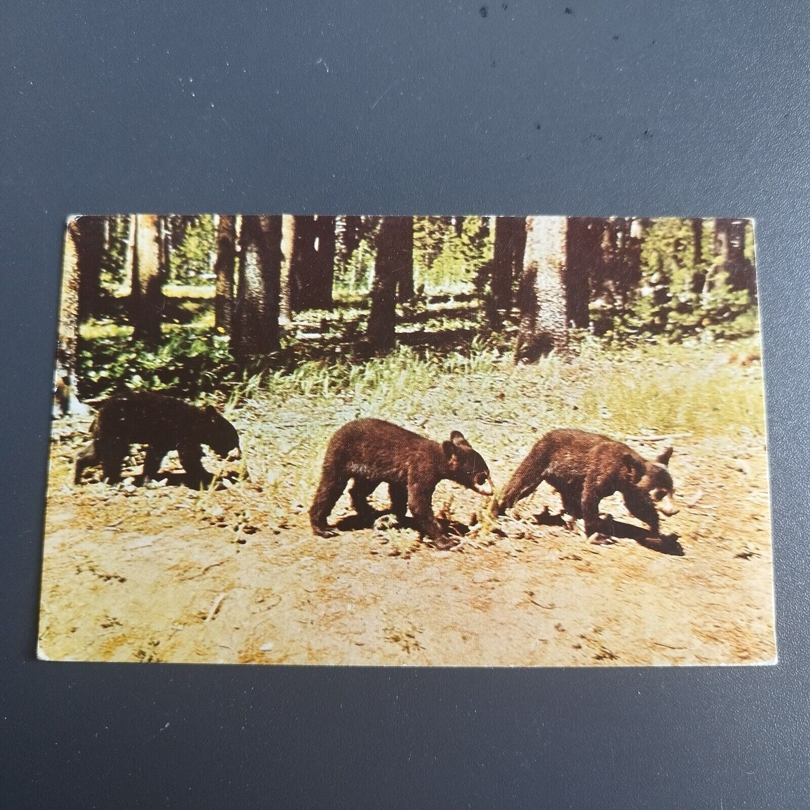 Wyoming Bears in Yellowstone National Park - 1965