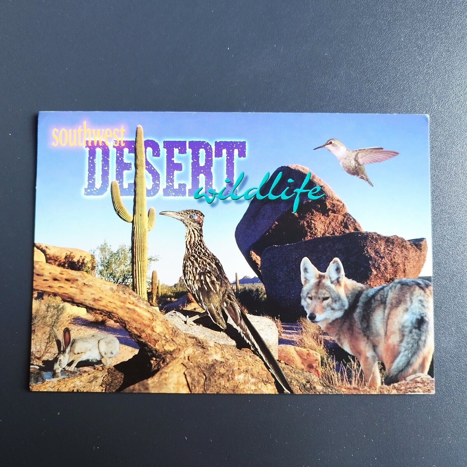 Postcard Arizona Southwest Desert Wildlife - Posted 1999