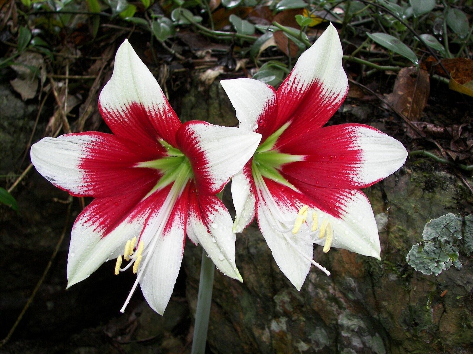 Hippeastrum leopoldii 14 cm - seedling