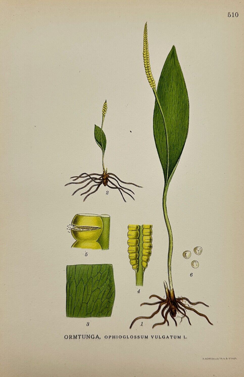 Antique Print - Carl Lindman - Adder's-tongue Fern - Ophioglossum Vulgatum  - F4