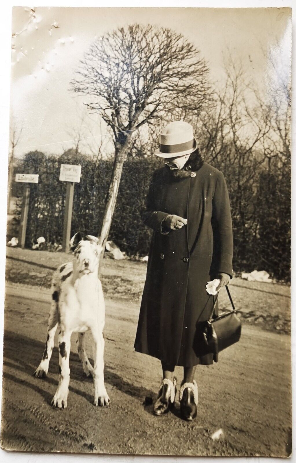 Old photo postcard: Woman in the street with her cute Grand Danoais dog pok1507