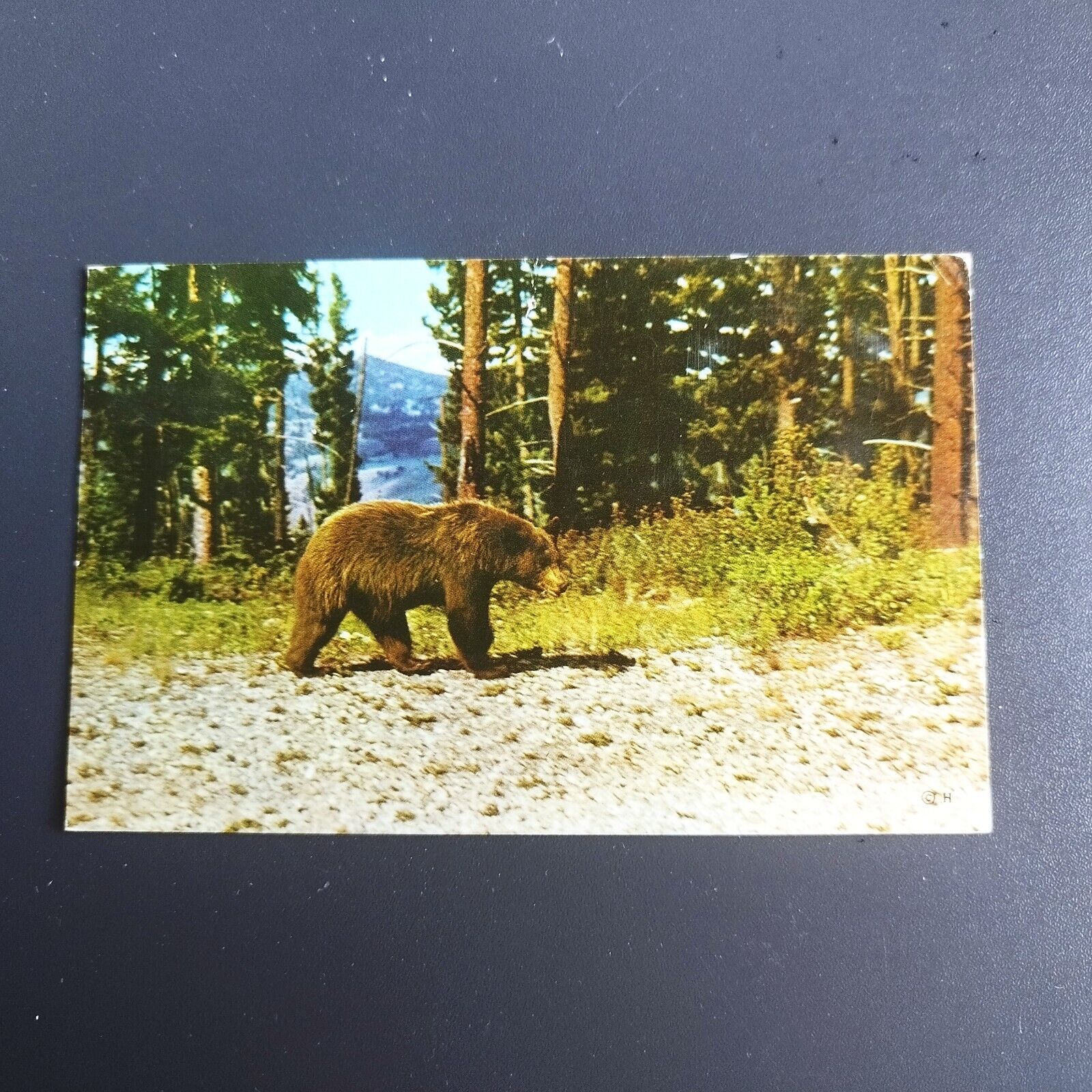 WyomingA black bear in Yellowstone National Park - 1960