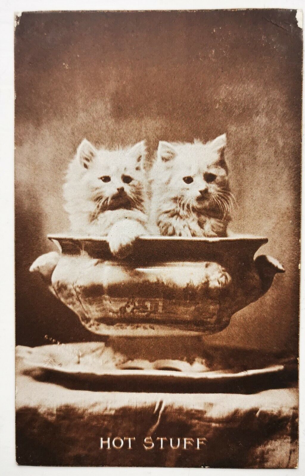 Photo postcard:  Charming cat kittens From the states to Denmark  1910 pok1381