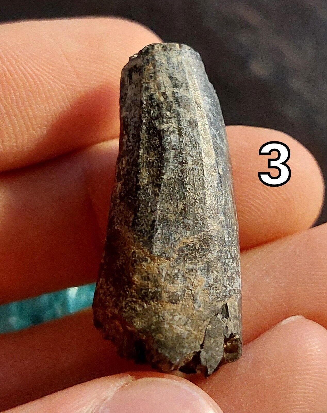 Suchomimus tenerensis tooth