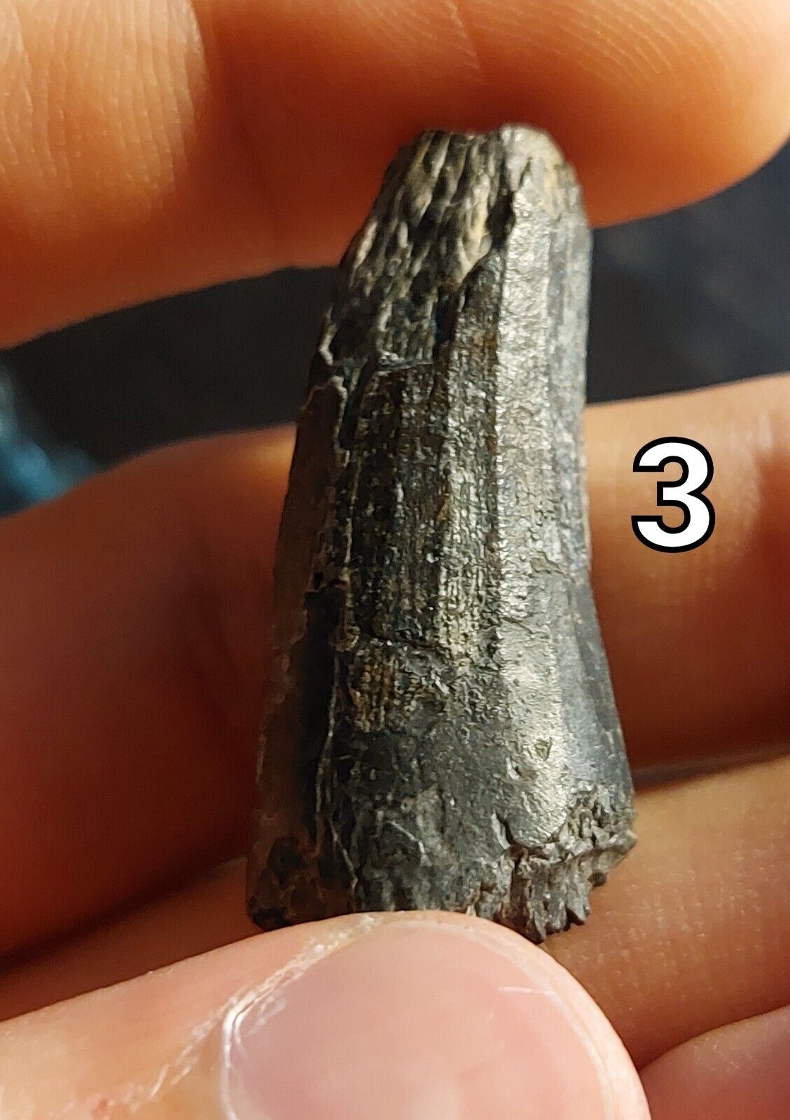 Suchomimus tenerensis tooth