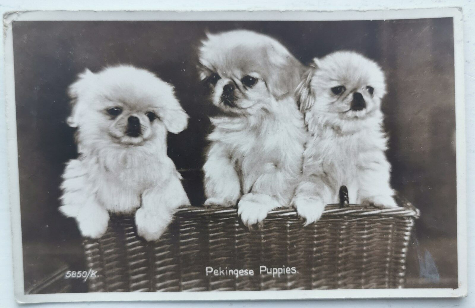 Vintage photo postcard with Pekingese Puppies dog´s  - Mailed in Denmark 1938