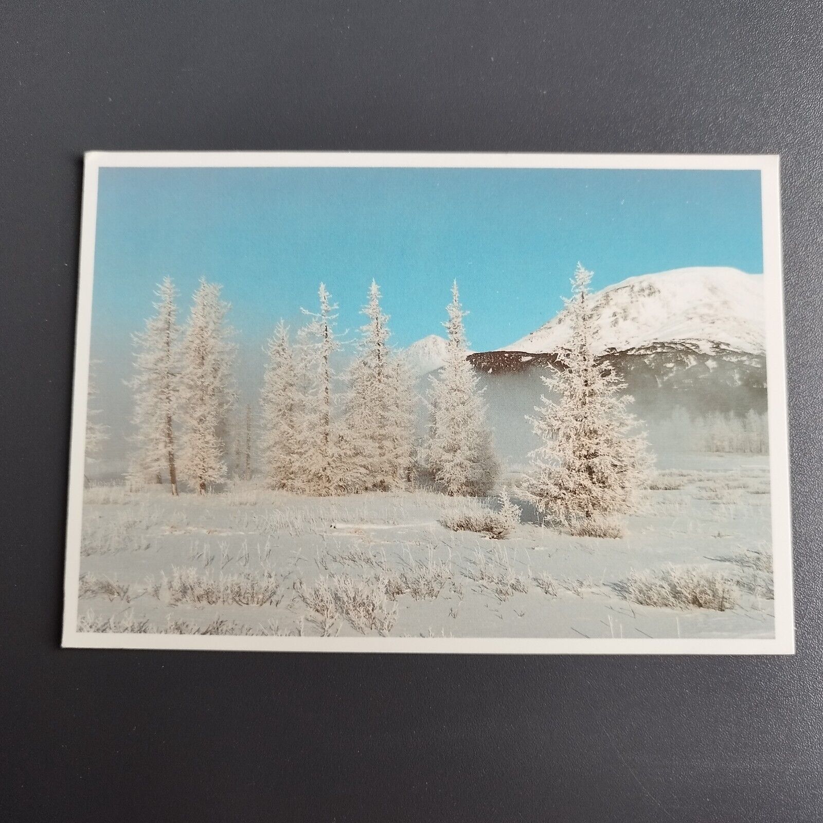 Postcard Alaska Hoarfrost decorates a stand of spruce trees