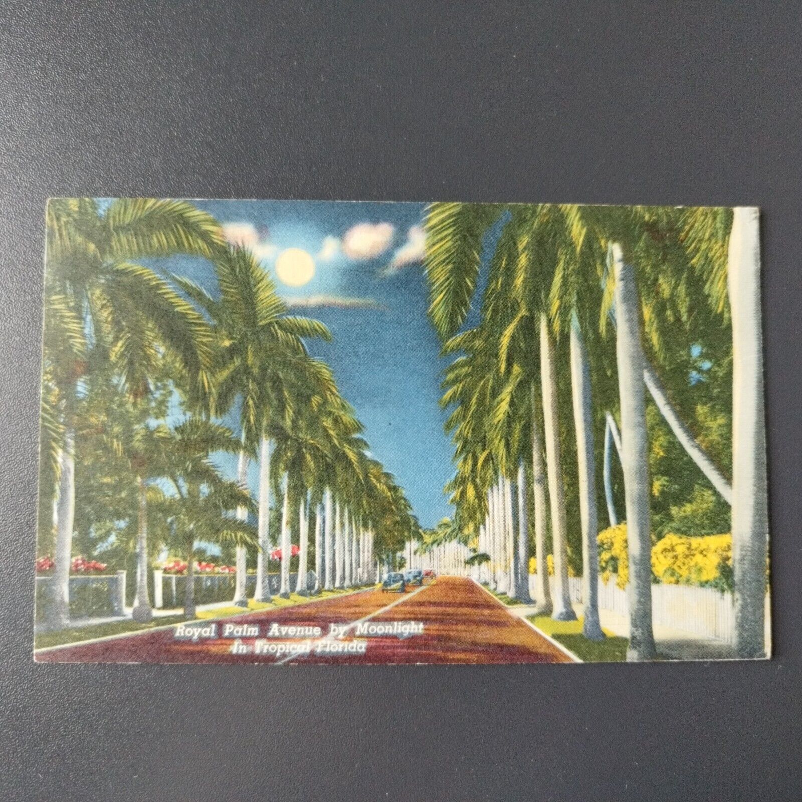 Florida Royal Palm Avenue by moonlight in Tropical Florida1967