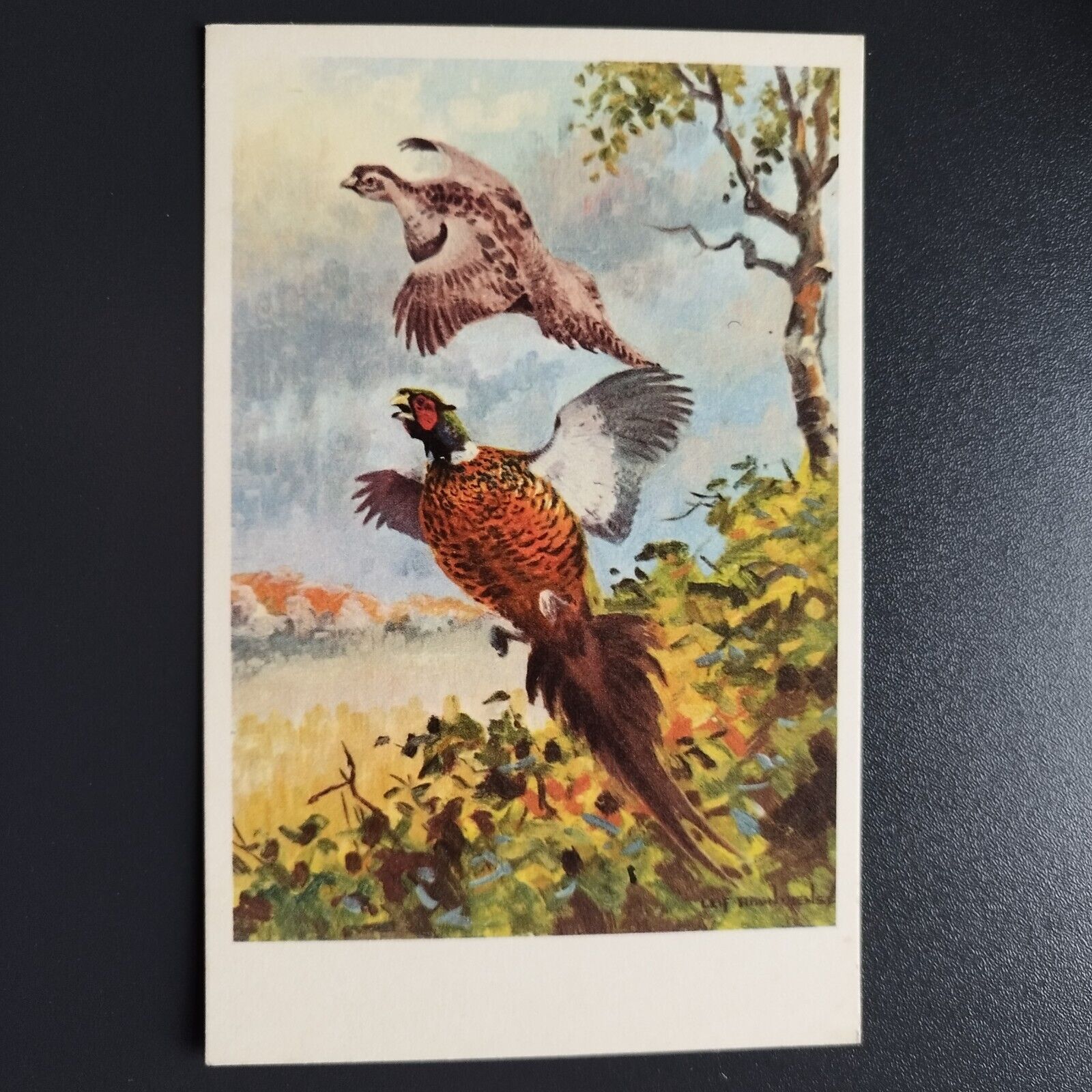 Denmark Lovely old postcard of pheasants Stenders Forlag Nr 997