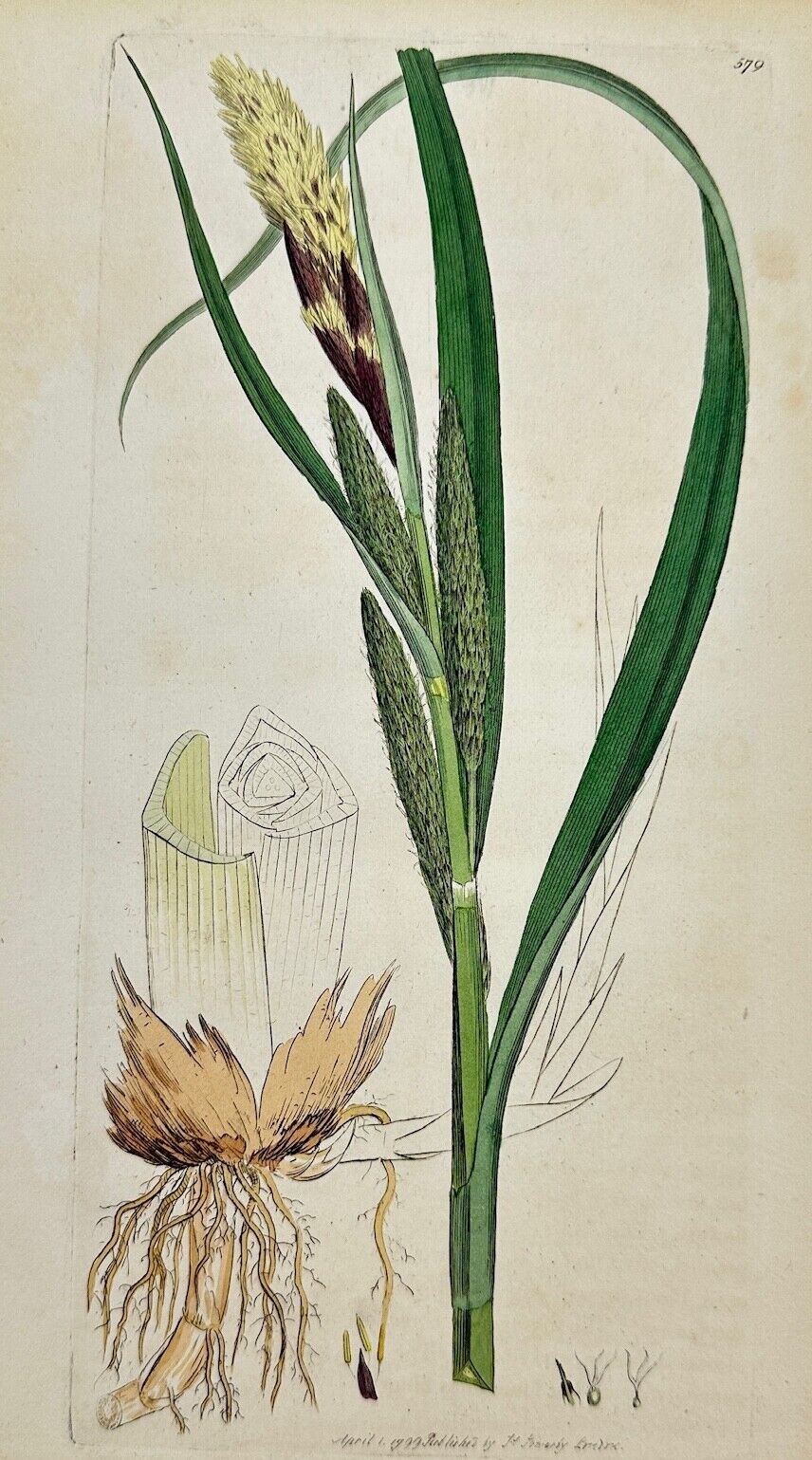 Antique Print - James Sowerby - Carex Riparia - Greater Pond Sedge - F1