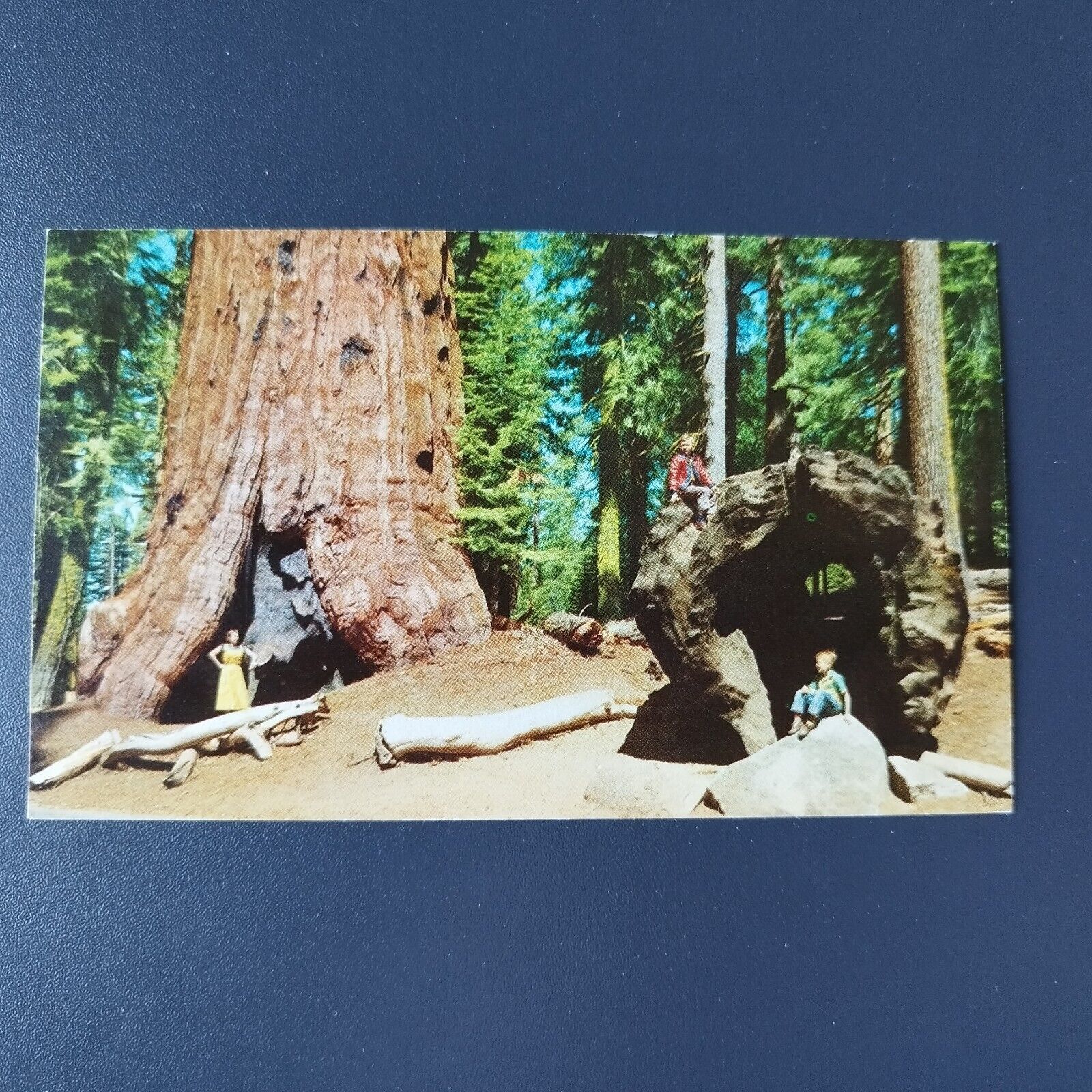 California General Lee Tree and Fallen Monarch Kings Canyon National Park