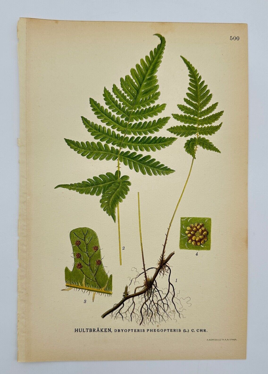 Antique Print - Carl Lindman - Beech Fern - Dryopteris Phegopteris - F4