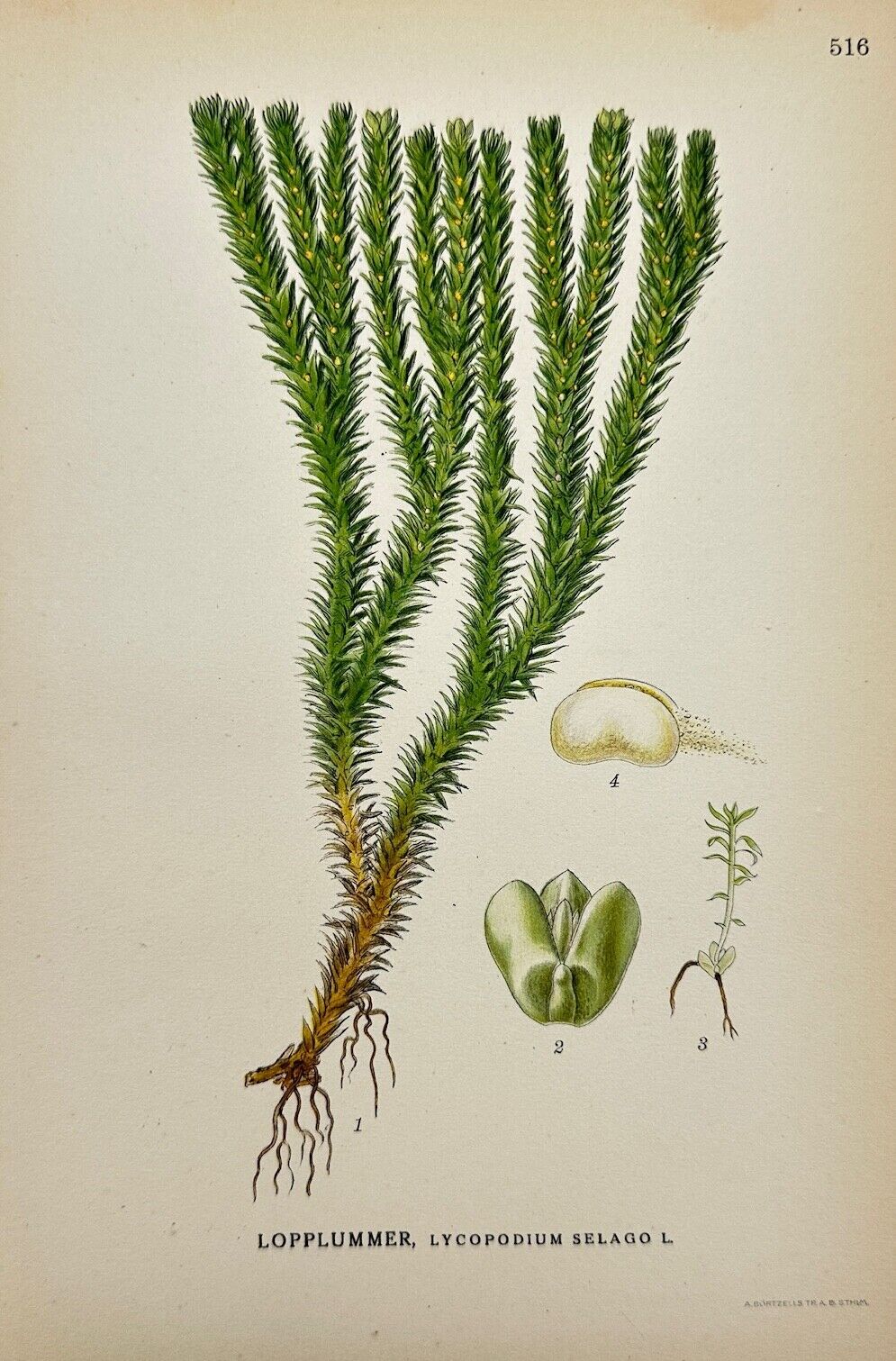 Antique Botanical Print - Carl Lindman - Fir Clubmoss - Lycopodium Selago - F4