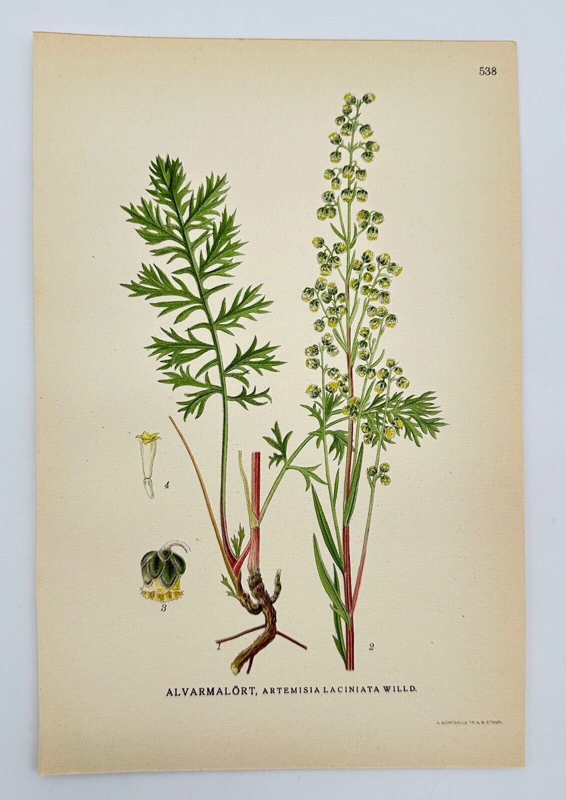 Antique Print - Carl Lindman - Cutleaf Wormwood - Artemisia Laciniata - F4