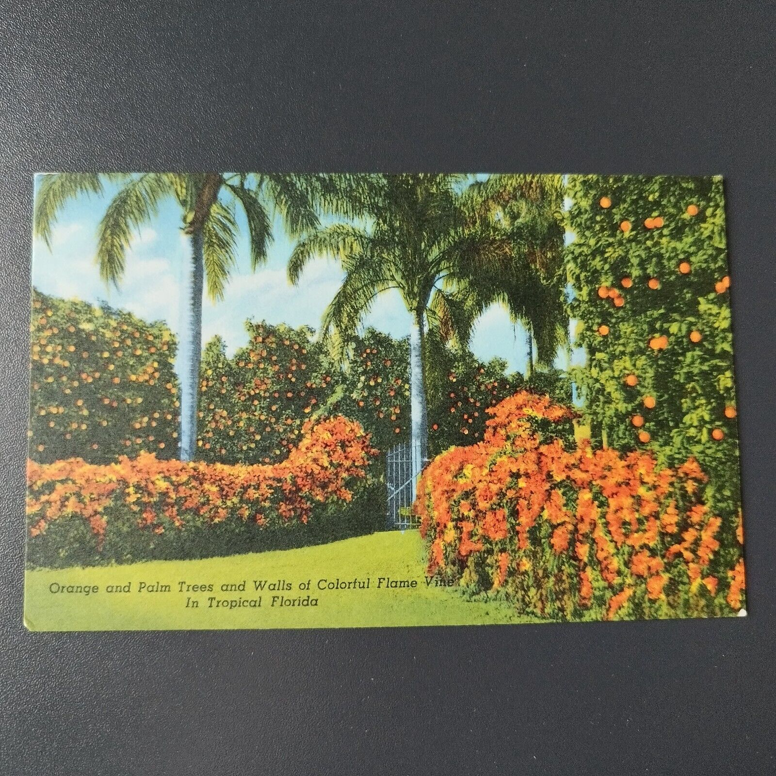 Florida Orange and Palm Trees and Walls of Colorful Flame Vine